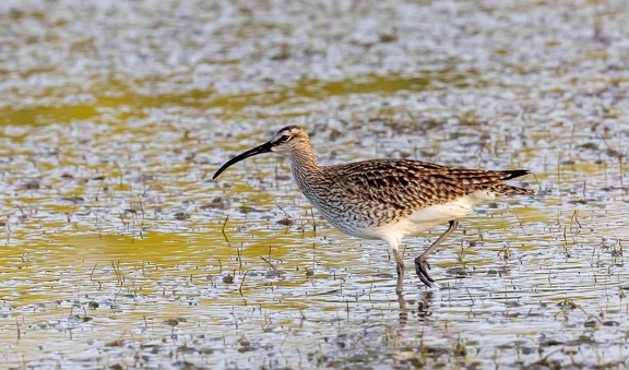 Courlis corlieu Numenius phaeopus - Eurasian Whimbrel