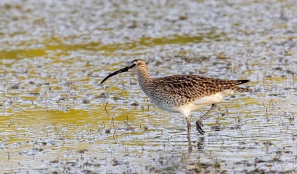 Courlis corlieu Numenius phaeopus - Eurasian Whimbrel