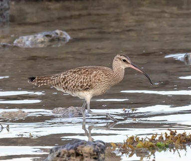 Courlis corlieu Numenius phaeopus - Eurasian Whimbrel