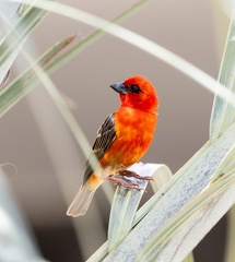 Foudi rouge Foudia madagascariensis - Red Fody