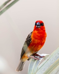 Foudi rouge Foudia madagascariensis - Red Fody
