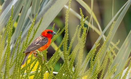 Foudi rouge Foudia madagascariensis - Red Fody