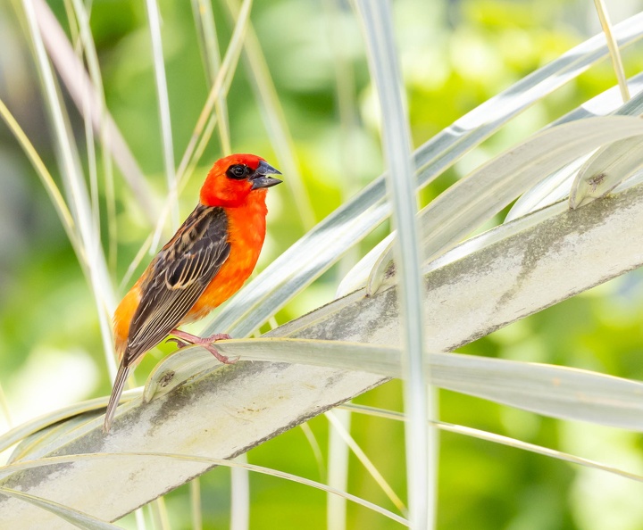 Foudi rouge Foudia madagascariensis - Red Fody