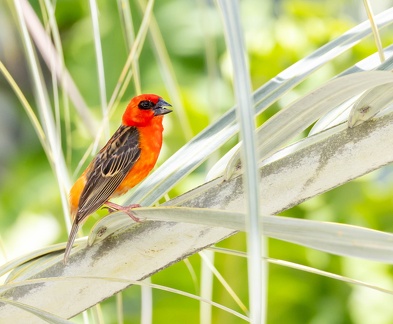 Foudi rouge Foudia madagascariensis - Red Fody
