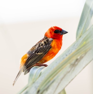Foudi rouge Foudia madagascariensis - Red Fody