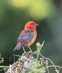 Foudi rouge Foudia madagascariensis - Red Fody