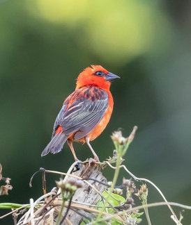Foudi rouge Foudia madagascariensis - Red Fody
