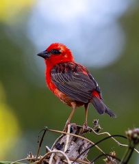 Foudi rouge Foudia madagascariensis - Red Fody