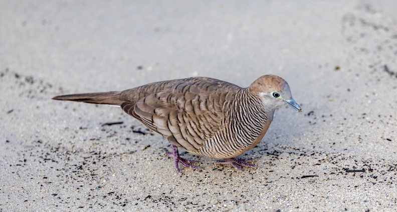 Géopélie zébrée Geopelia striata - Zebra Dove