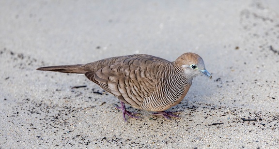 Géopélie zébrée Geopelia striata - Zebra Dove