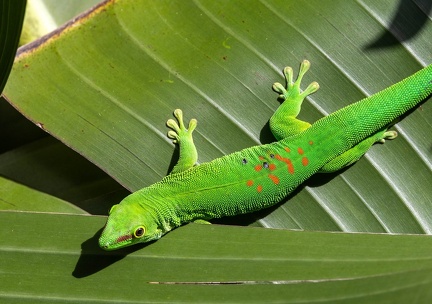 Phelsuma grandis