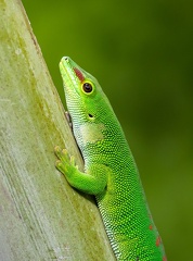 Phelsuma grandis
