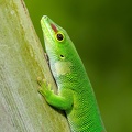 Phelsuma grandis