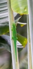 Phelsuma grandis