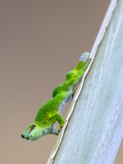 Phelsuma grandis