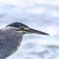Héron strié Butorides striata - Striated Heron