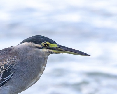 Héron strié Butorides striata - Striated Heron
