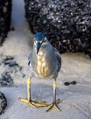 Héron strié Butorides striata - Striated Heron