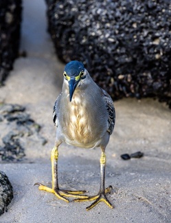 Héron strié Butorides striata - Striated Heron