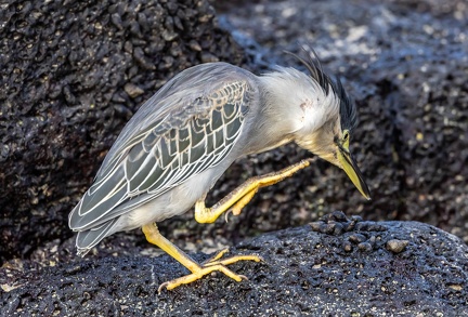 Héron strié Butorides striata - Striated Heron