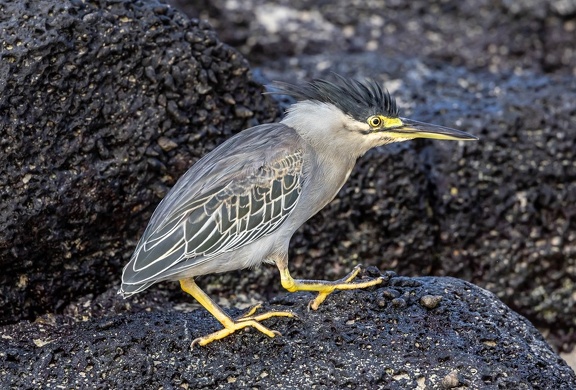 Héron strié Butorides striata - Striated Heron