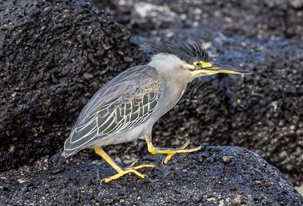 Héron strié Butorides striata - Striated Heron