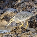 Héron strié Butorides striata - Striated Heron