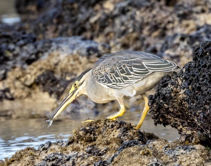 Héron strié Butorides striata - Striated Heron