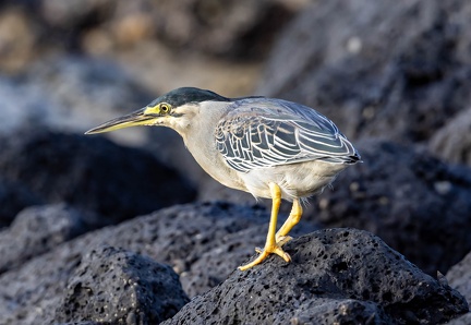 Héron strié Butorides striata - Striated Heron