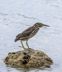 Héron strié Butorides striata - Striated Heron (juvénile)