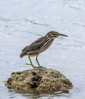 Héron strié Butorides striata - Striated Heron (juvénile)