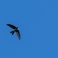 Salangane des Mascareignes Aerodramus francicus - Mascarene Swiftlet