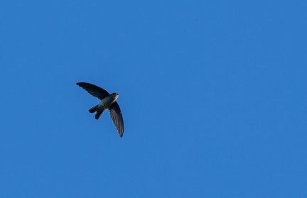 Salangane des Mascareignes Aerodramus francicus - Mascarene Swiftlet