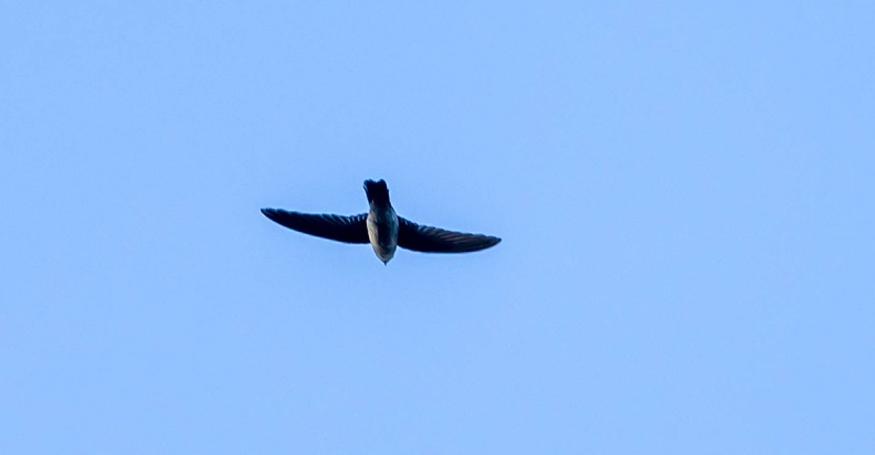 Salangane des Mascareignes Aerodramus francicus - Mascarene Swiftlet