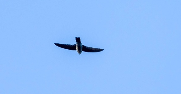 Salangane des Mascareignes Aerodramus francicus - Mascarene Swiftlet