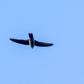 Salangane des Mascareignes Aerodramus francicus - Mascarene Swiftlet
