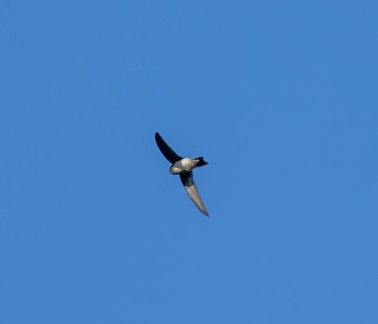 Salangane des Mascareignes Aerodramus francicus - Mascarene Swiftlet