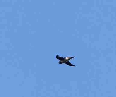Salangane des Mascareignes Aerodramus francicus - Mascarene Swiftlet