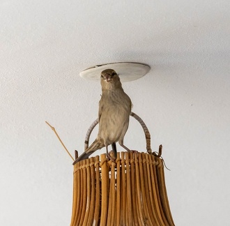 Moineau domestique Passer domesticus - House Sparrow