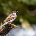 Moineau domestique Passer domesticus - House Sparrow