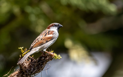 Moineau domestique Passer domesticus - House Sparrow