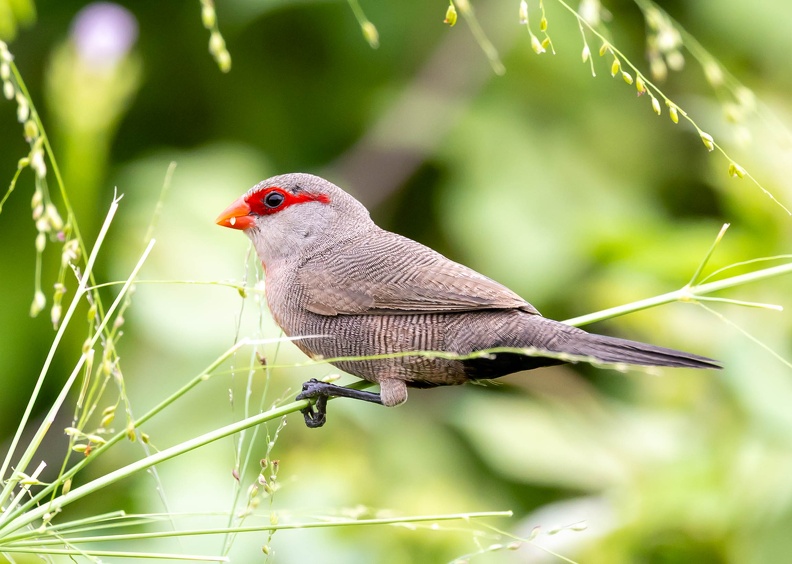 Astrild ondulé Estrilda astrild - Common Waxbill