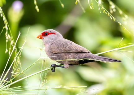 Astrild ondulé Estrilda astrild - Common Waxbill