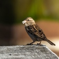 Moineau domestique Passer domesticus - House Sparrow