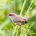 Astrild ondulé Estrilda astrild - Common Waxbill
