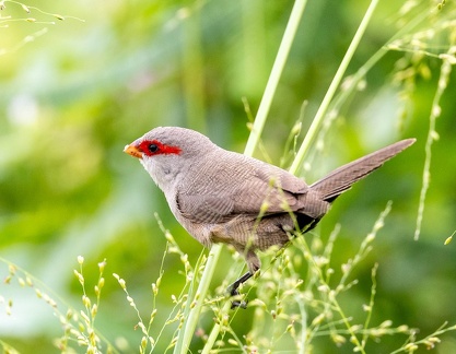 Astrild ondulé Estrilda astrild - Common Waxbill