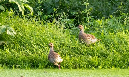 Francolin gris Ortygornis pondicerianus - Grey Francolin