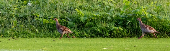 Francolin gris Ortygornis pondicerianus - Grey Francolin