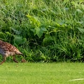 Francolin gris Ortygornis pondicerianus - Grey Francolin