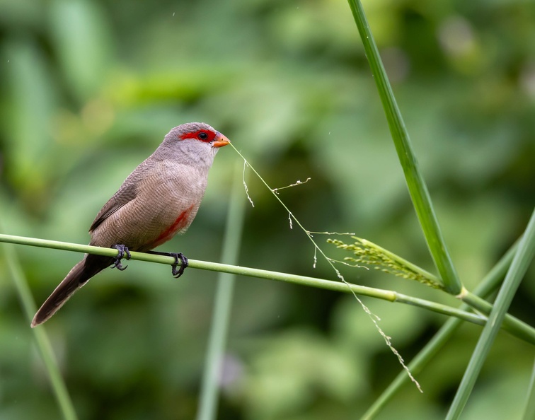 Astrild ondulé Estrilda astrild - Common Waxbill